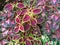 ColeusÂ is a formerÂ genusÂ ofÂ flowering plantsÂ in theÂ familyÂ Lamiaceae.